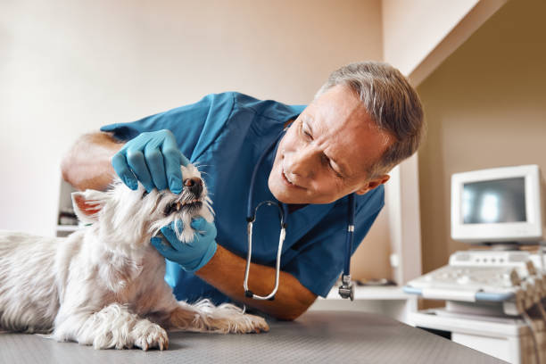 Best After-Hours Dental Trauma Care in Ashley, OH